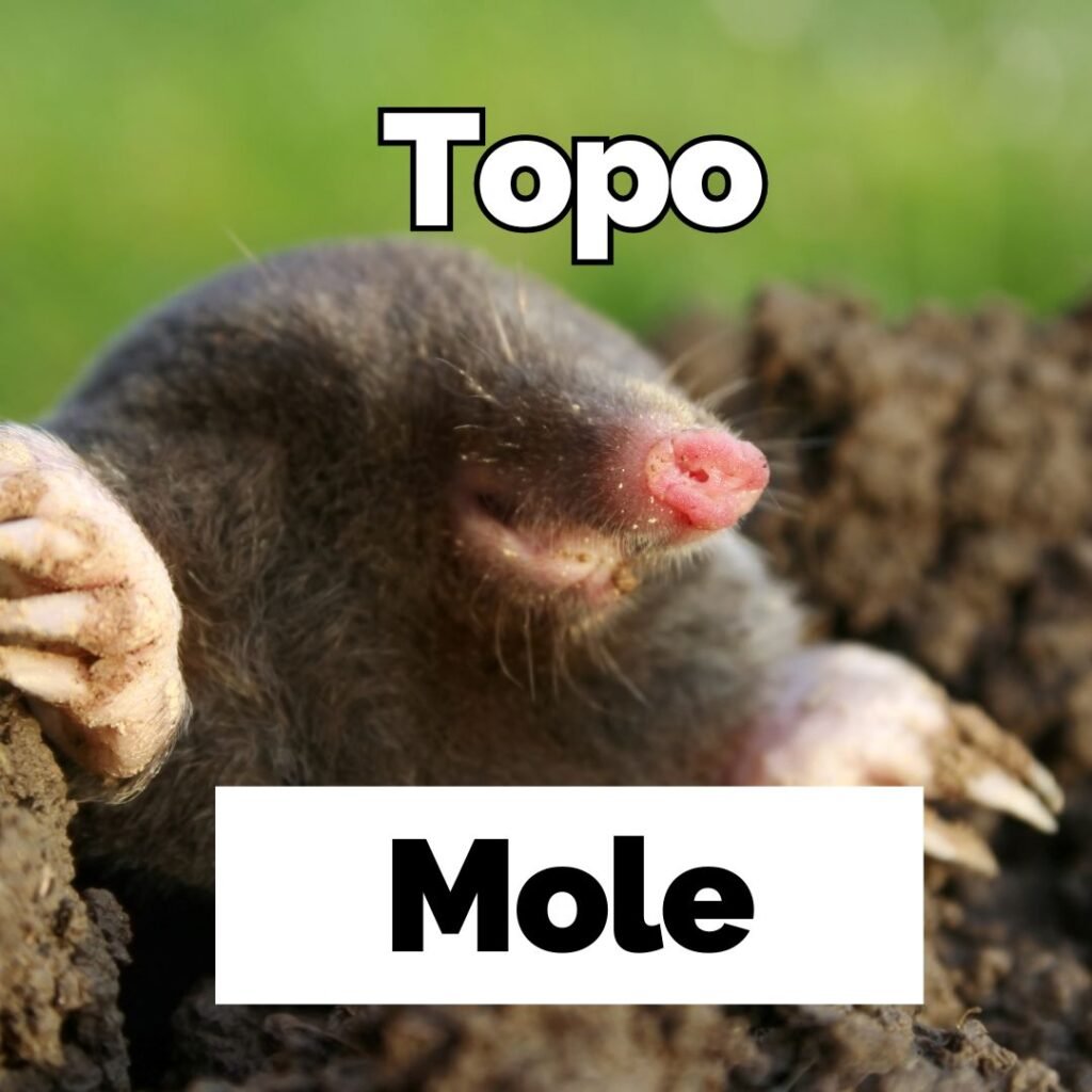 Animales salvajes y domésticos en inglés - La profe Mónica